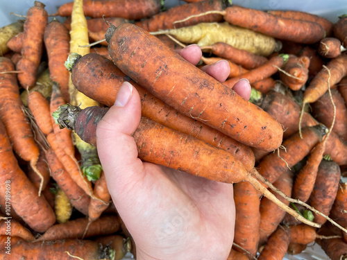 Fresh ripe organic carrots root vegetables in female farmers hand close up