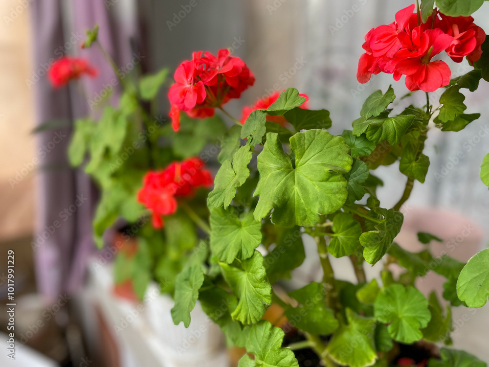 Beautiful blooming red Geraniums decorative flowers close up, floral wallpaper background with geranium pelargonium flowers Beautiful blooming red Geraniums decorative flowers close up, floral wallpaper background with geranium pelargonium flowers