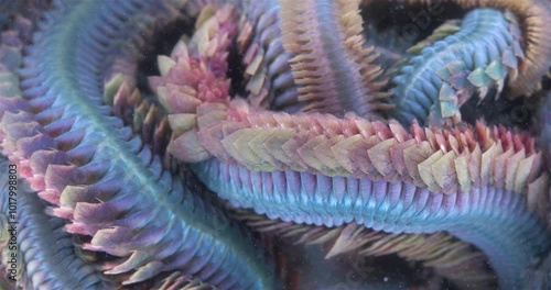 Worm Polychaeta Nereis virens (Alitta virens) from family Nereididae close-up. Many beautiful worms squirm. White Sea photo