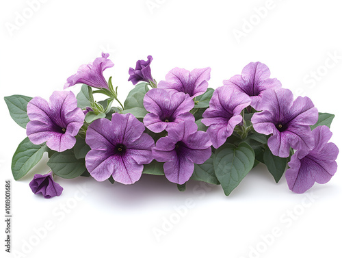 a row of purple flowers