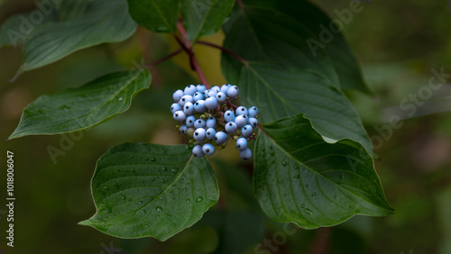 The fruits of the dogwood plant bush.