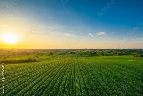 Wide Green Farmland at Sunrise with Clear Sky