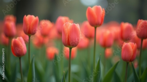 Close-up of flowers in a field