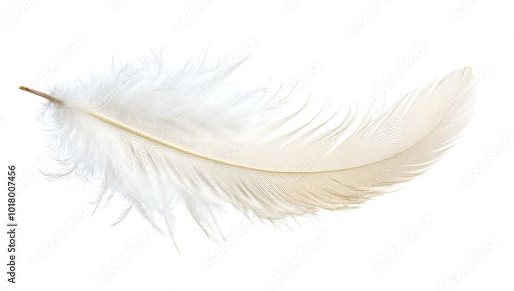 Obraz premium feather isolated on white background