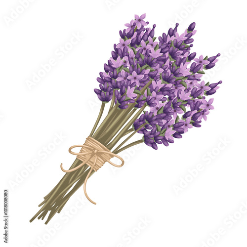 Lavender cartoon branches tied with rope. Cute sprigs of purple flowers in French rustic floral bouquet with bow string. Provencal herbs, nature mascot, cartoon lavender plants vector illustration