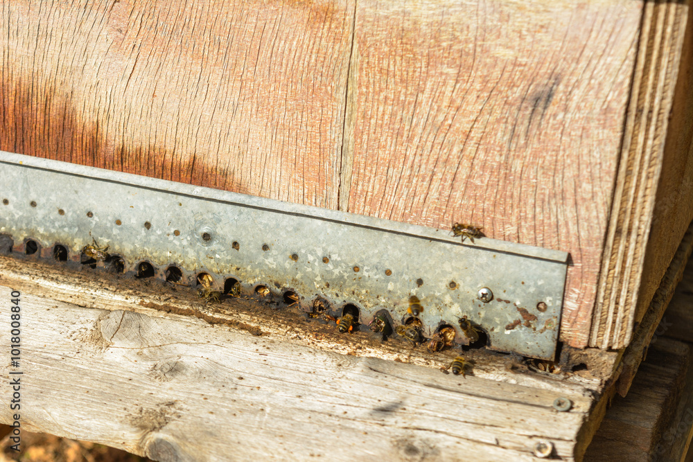 Detailed view of bees at the entrance of a wooden beehive, bee hive in the countryside, beekeeping, nature concept in mallorca, spain balearic islands Detailed view of bees at the entrance of a wooden beehive, bee hive in the countryside, beekeeping, nature concept in mallorca, spain balearic islands