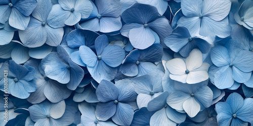 Blooming Blue Hydrangeas