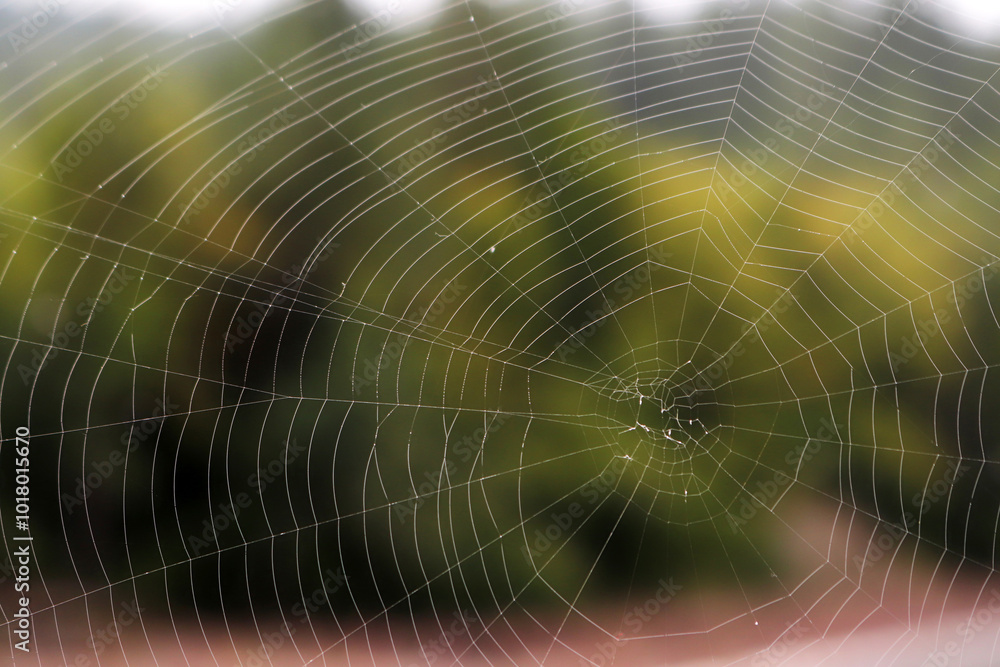 big spider web in nature big spider web in nature