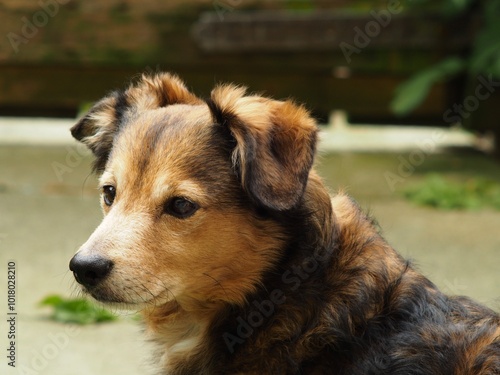 Long haired guard dog