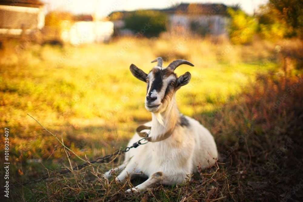 Portrait of a domestic goat grazing in nature Portrait of a domestic goat grazing in nature