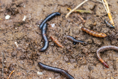 Close up of a worm on the earth. Nature natural worm concept. A group of earthworms on long dark soil. Close up of a large group of earthworms on long dark lifestyle soil.