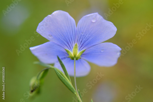 Closeup of a blue flax flower