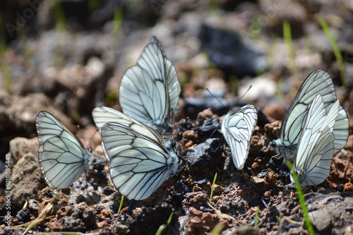 Closeup of a group of white butterflies