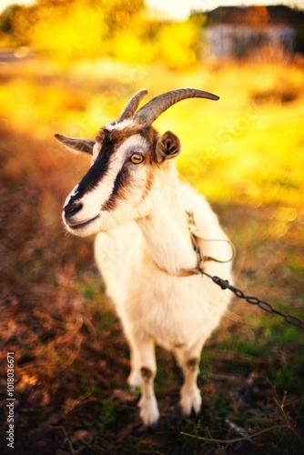 Horned goat grazes in a meadow. Autumn day in the village