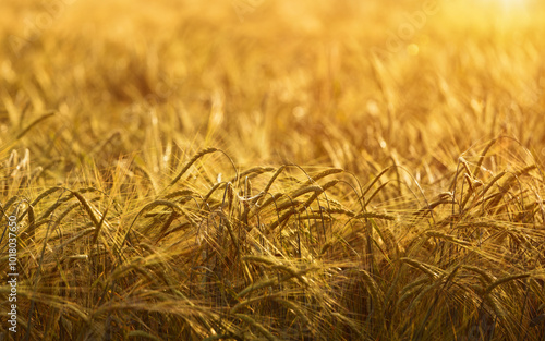Agricultural barley or wheat field in golden hour, rural landscape with cereals, field of grain crops at sunset