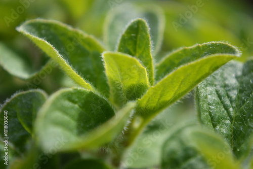 Closeup of fresh green fluffy leaves