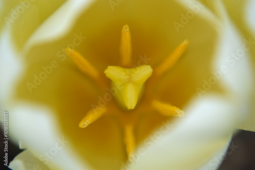Closeup of a white-yellow tulip heart