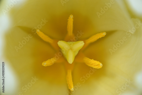 Closeup of a white-yellow tulip heart