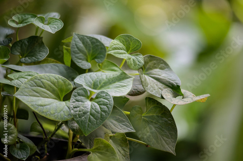 Saururaceae of Plu Kaow thai name on natural background. photo