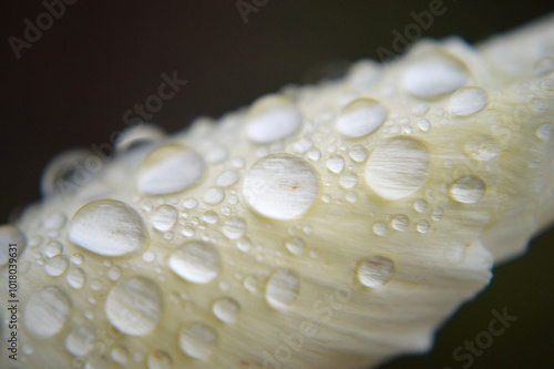 Closeup of a white poppy flower