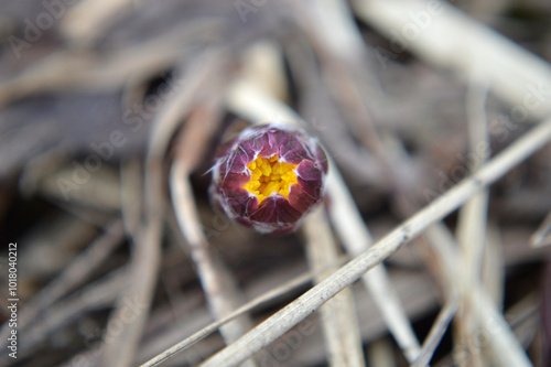 Closeup of a small coltsfoot flower bud