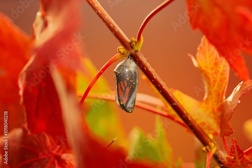 Monarch butterfly chrysalis before butterfly emerges photo