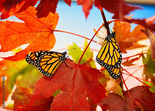 Fotografie Male and female monarchs roosting on fall leaves during migration