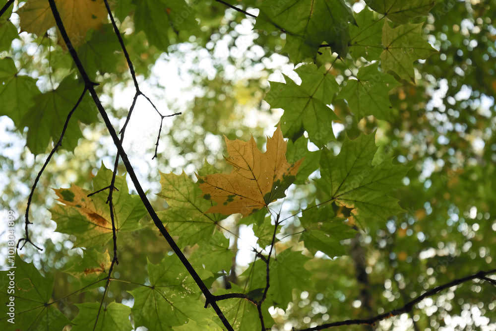 Obraz premium Close-Up View Of Sunlit Maple Leaves In Autumn With A Mix Of Green And Yellow Hues. Captures The Serene And Vibrant Beauty Of A Forest Canopy During Fall.