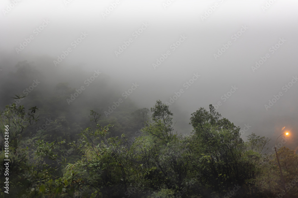 paisaje de bosque con arboles rodeados de una atmósfera con niebla al anochecer paisaje de bosque con arboles rodeados de una atmósfera con niebla al anochecer