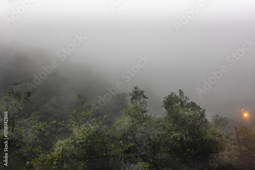 paisaje de bosque con arboles rodeados de una atmósfera con niebla al anochecer