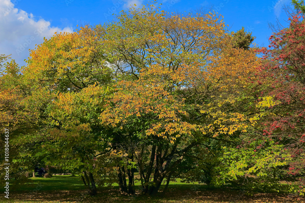 Fototapeta premium 北海道の枝を広げる黄葉