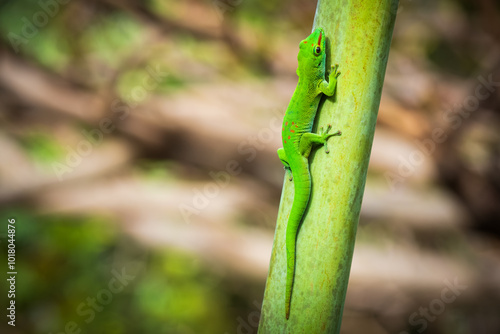 Close-up view of a vibrant green Madagascar Giant Day Gecko (Phelsuma grandis) climbing up a tropical palm tree at Mauritius photo