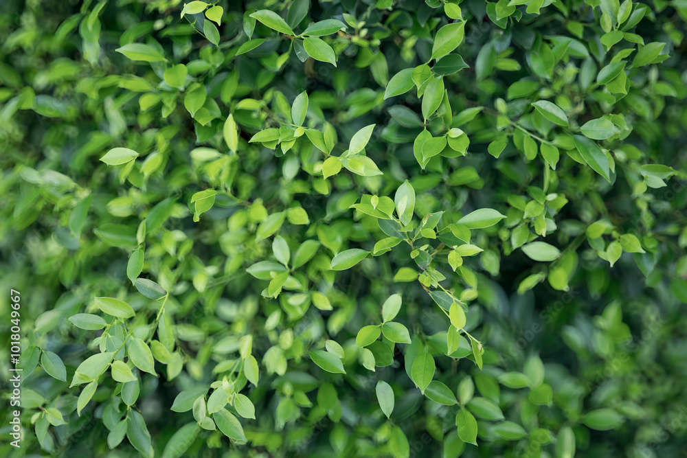 The leaves are bright green, adding to the lush foliage and showcasing the beauty of nature in the outdoor environment, with vibrant growth and fresh vegetation. The leaves are bright green, adding to the lush foliage and showcasing the beauty of nature in the outdoor environment, with vibrant growth and fresh vegetation.