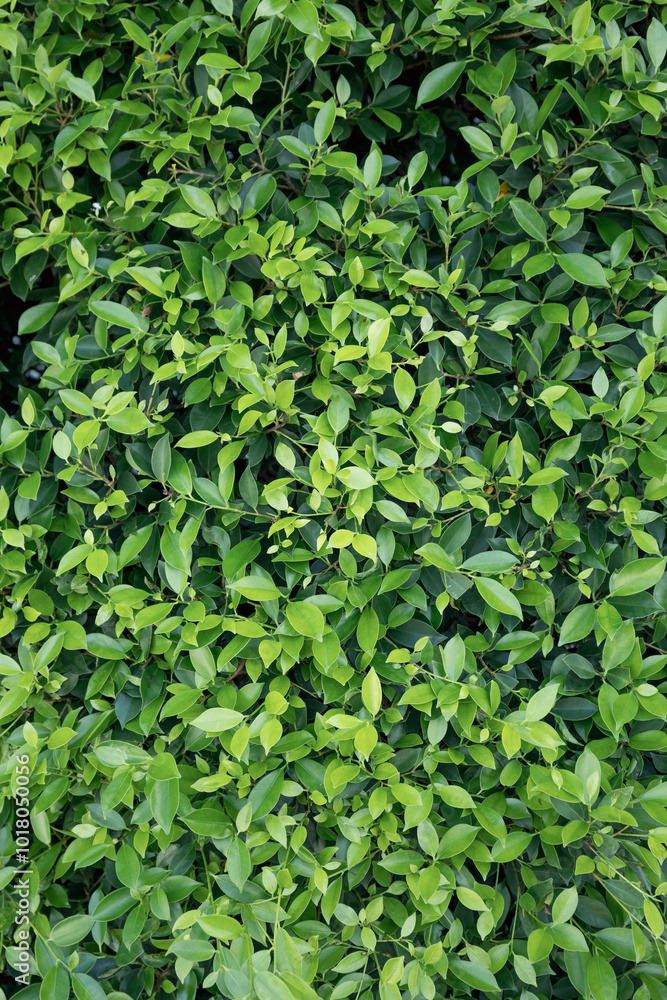 The leaves are bright green, adding to the lush foliage and showcasing the beauty of nature in the outdoor environment, with vibrant growth and fresh vegetation. The leaves are bright green, adding to the lush foliage and showcasing the beauty of nature in the outdoor environment, with vibrant growth and fresh vegetation.