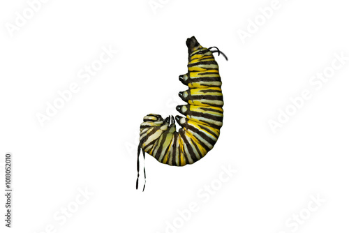 Monarch caterpillar in pre pupa stage before chrysalis
