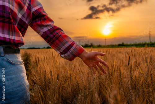 The hands of the young Chinese female farmer gently caress the wheat as she walks through the field during sunset, connecting with the land and taking pride in her work.