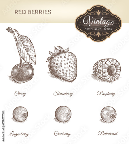  Set of cherry, lingonberry, cranberry, redcurrant, raspberry, strawberry in vintage style isolated on white background. Vegetarian organic food. Vector Illustration.
