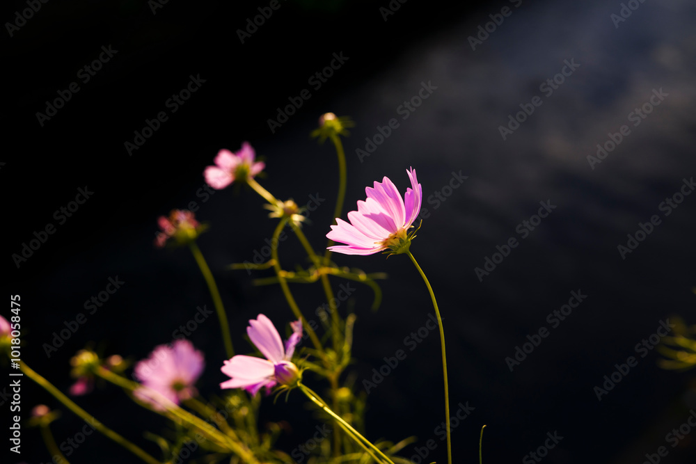 Obraz premium flowers in the wind