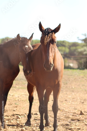 two horses on the farm