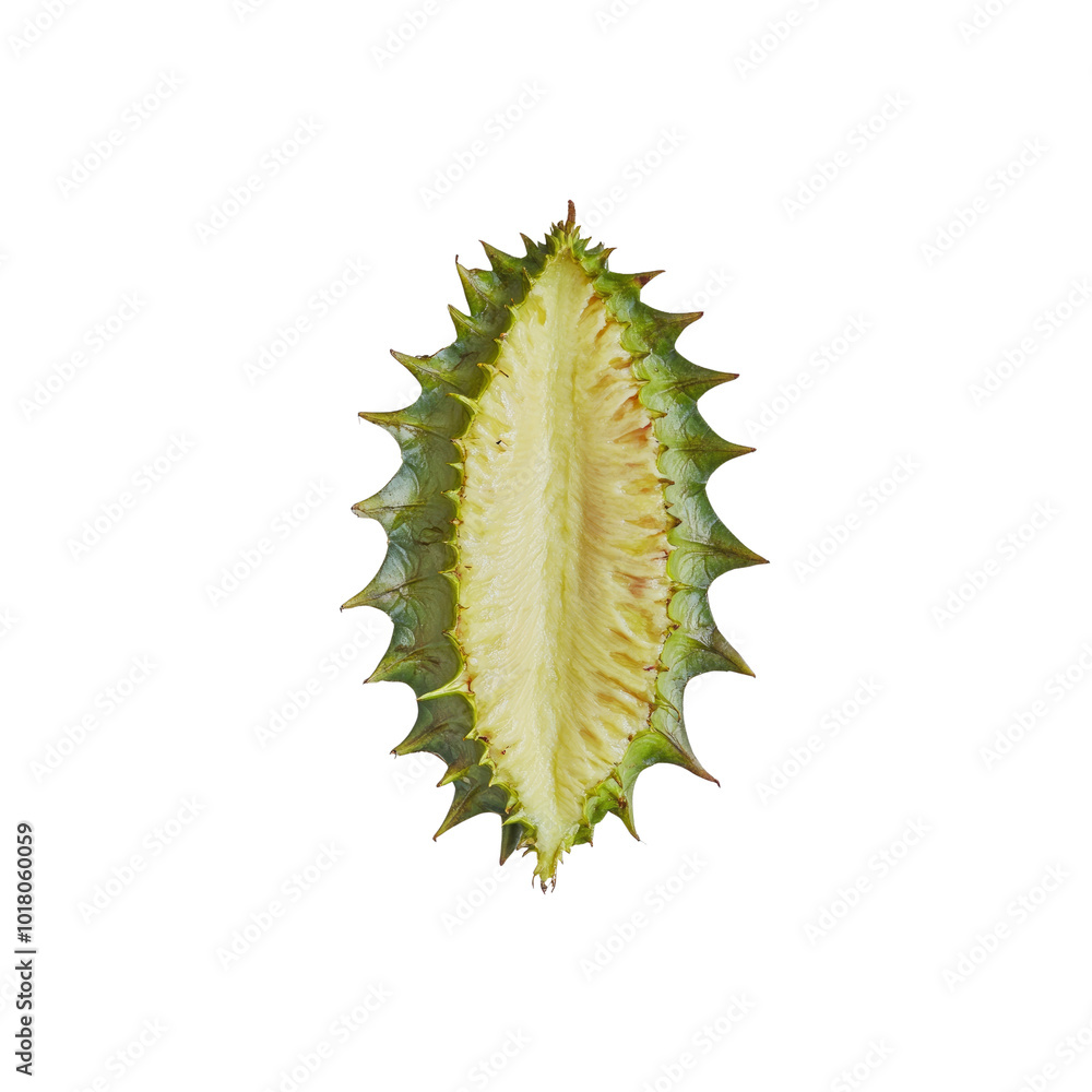 Fototapeta premium Open Spiky Seed Pod of a Plant