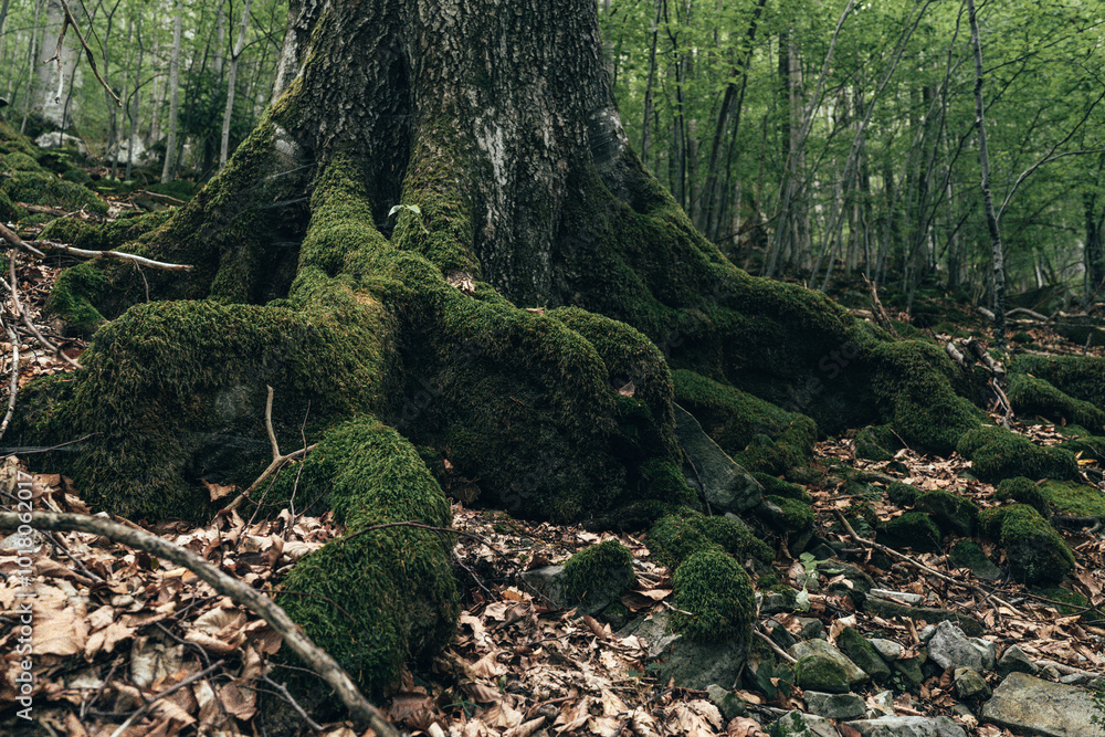 The gnarled roots of an ancient tree are wrapped in a blanket of green moss, blending with the forest floor. Fallen leaves and scattered rocks add texture to the peaceful woodland setting. The gnarled roots of an ancient tree are wrapped in a blanket of green moss, blending with the forest floor. Fallen leaves and scattered rocks add texture to the peaceful woodland setting.