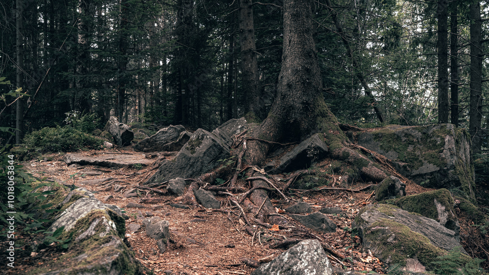 Exposed Tree Roots Entwined with Rocky Forest Floor Exposed Tree Roots Entwined with Rocky Forest Floor