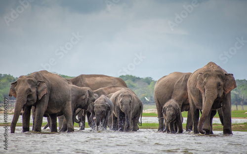 elephants Drinking water from lake
