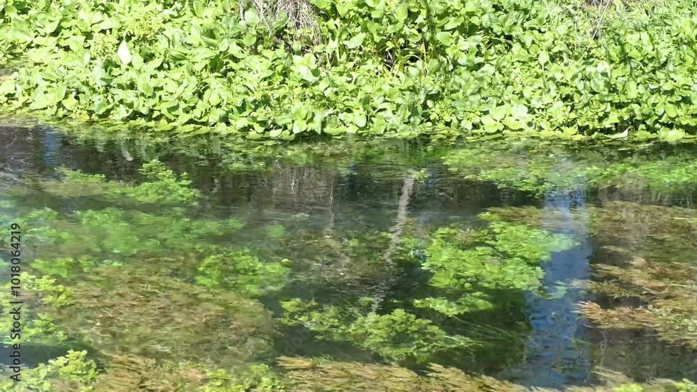 Crystal clear water flows slowly past vibrant green vegetation and reflection of willow trees in springtime (Kaiapoi River at Silverstream Reserve, New Zealand) Crystal clear water flows slowly past vibrant green vegetation and reflection of willow trees in springtime (Kaiapoi River at Silverstream Reserve, New Zealand)