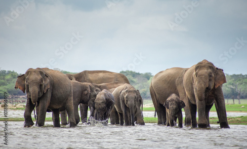 Baby elephants play in water