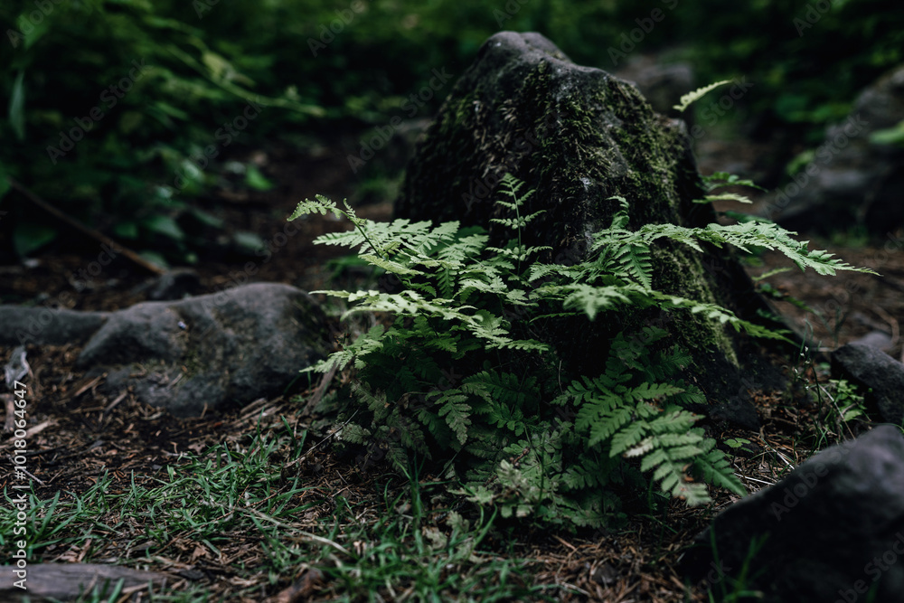 A vibrant green fern grows at the base of a tree, surrounded by moss and damp soil. The soft, filtered light of the forest gives it a lush, serene quality. A vibrant green fern grows at the base of a tree, surrounded by moss and damp soil. The soft, filtered light of the forest gives it a lush, serene quality.