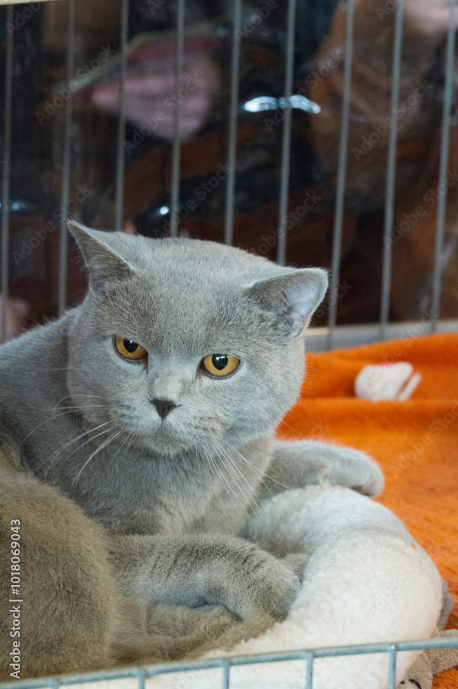 Britisch Kurzhaar Katze auf einer Katzen Show Britisch Kurzhaar Katze auf einer Katzen Show