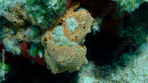 Crater sponge or honeycomb sponge (Hemimycale columella) undersea, Aegean Sea, Greece, Syros island, Azolimnos beach photo