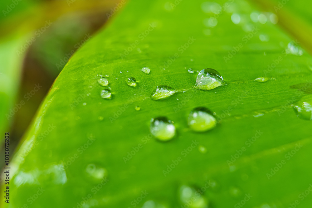 Fototapeta premium Morning Dew on Banana Leaf