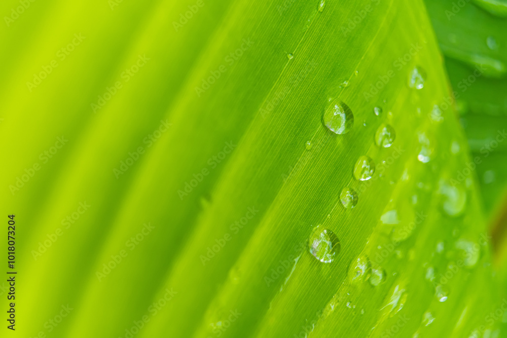Morning Dew on Banana Leaf Morning Dew on Banana Leaf